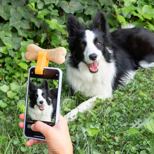 Koiran & kissan selfie pidike puhelimeen, herkkupidike, silikoninen, oranssi – lahja lemmikinomistajalle silikoninen pidik…